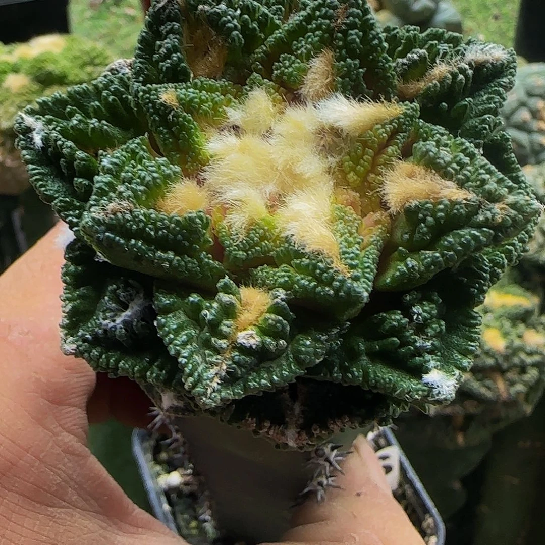 辛顿913仙人球开花
