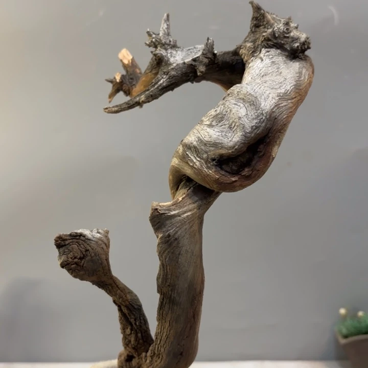 盯***喵崖柏扭曲纹理摆件