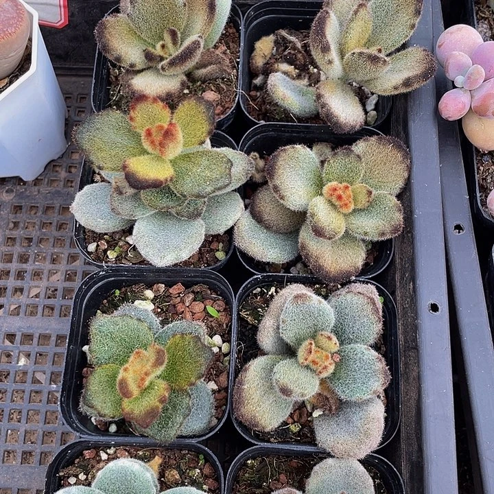 泰迪熊带盆土发货