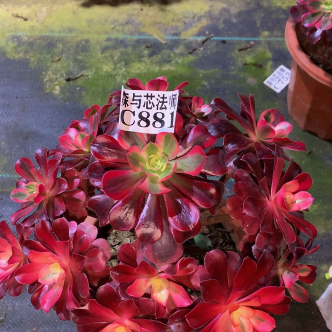 【闪购商品】881美杜莎