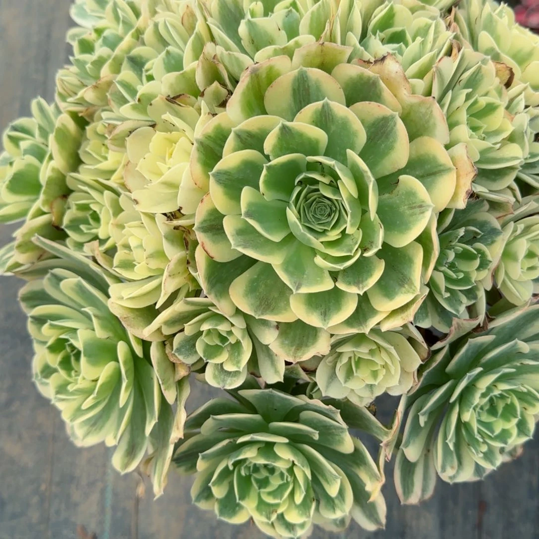 奕****福7573绿豆沙多肉多肉