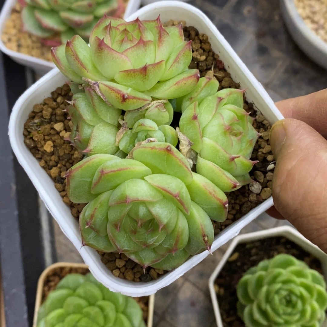 精品多肉一物一拍不包整19