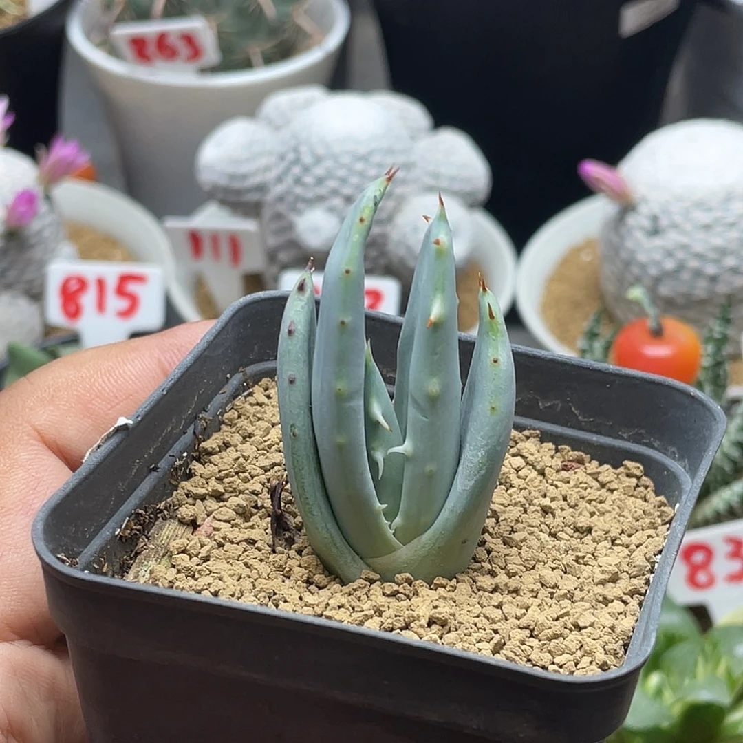 实生柏加小芦荟 脱土包邮