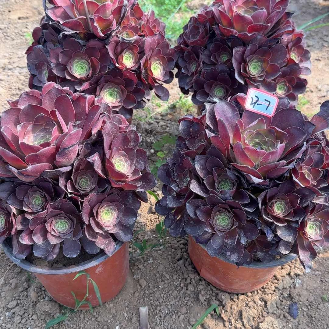 27-7枚金福利亮牌7.8一个多肉植物
