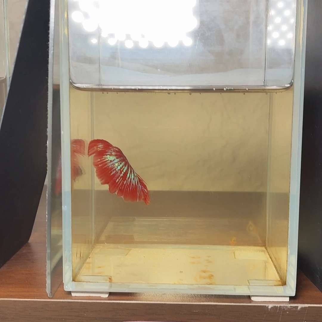 斗鱼彩金黑凤凰油光粉