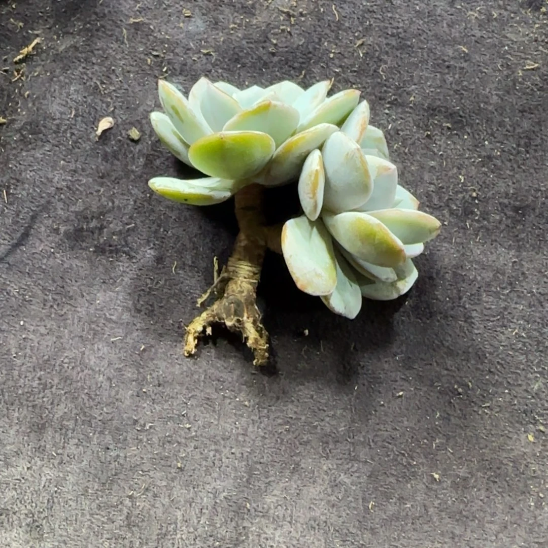 韩版奶茶双头一物一拍