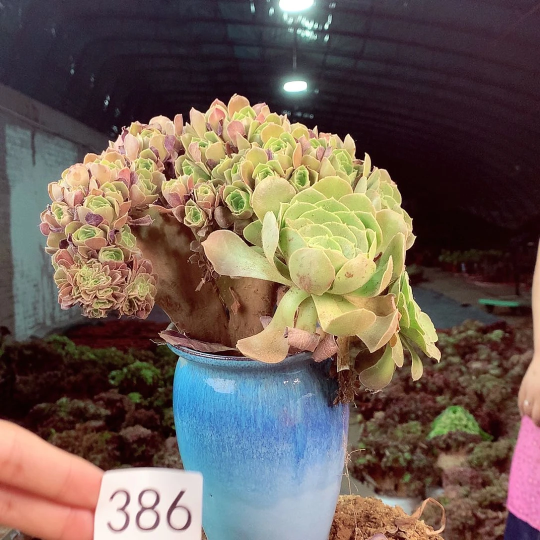 柒哥多肉法师不包侧断枝386
