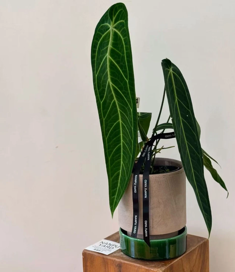 【大颗！火鹤后(轻微叶损不售后)】室内高端热植盆栽好养观叶绿植