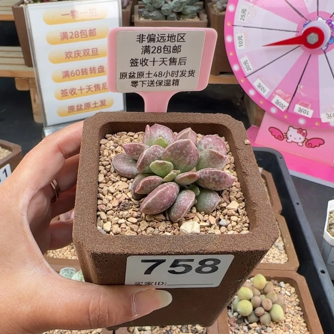 758红舒缇多肉植物