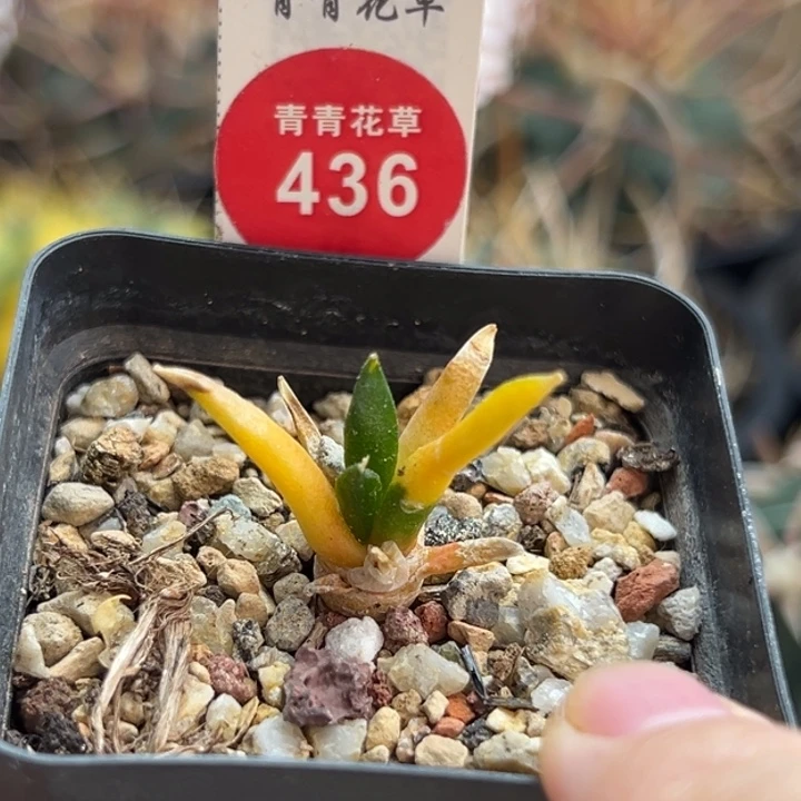 实生彩色牡丹一棵仙人球