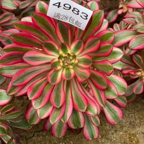 香奈多肉多肉4983