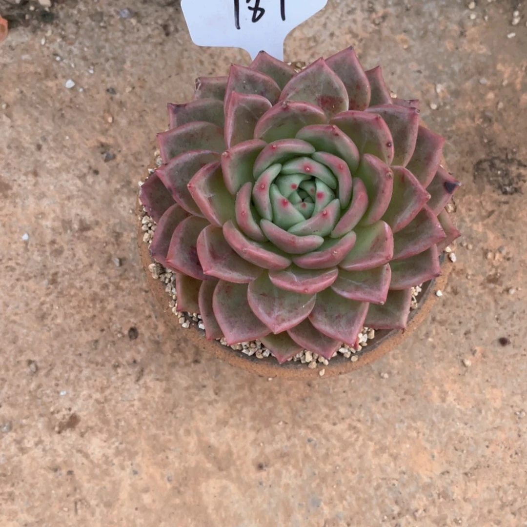 A*J187香槟多肉（白