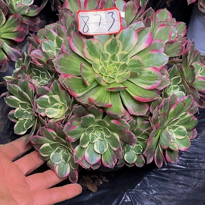 海螺荔老桩苹果873号