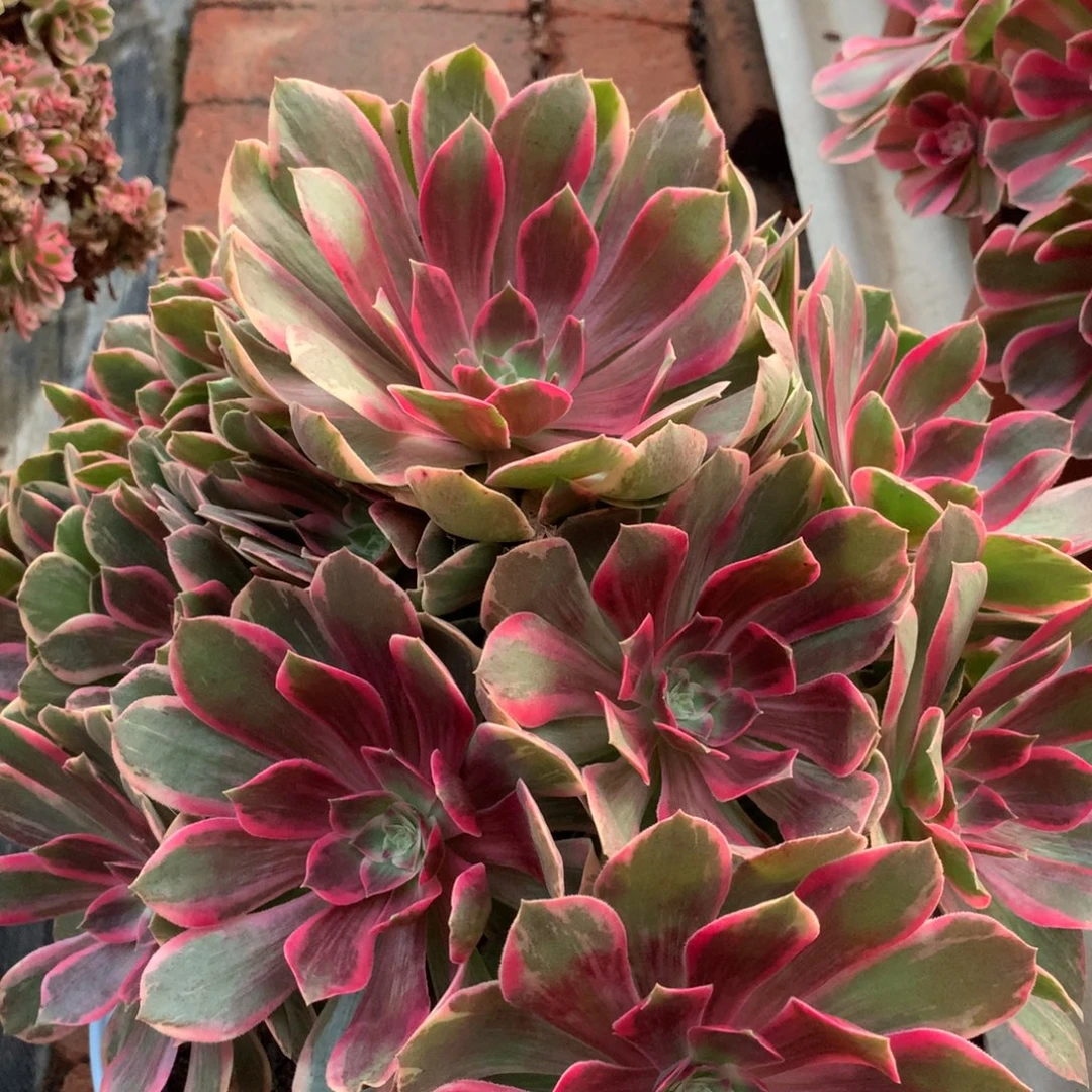 浣纱捧花，多肉植物