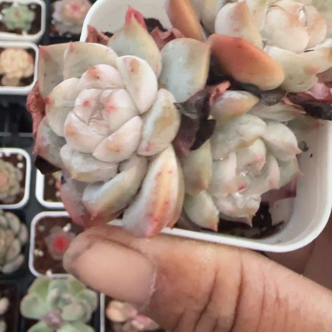小卡拉米糖心一物一拍