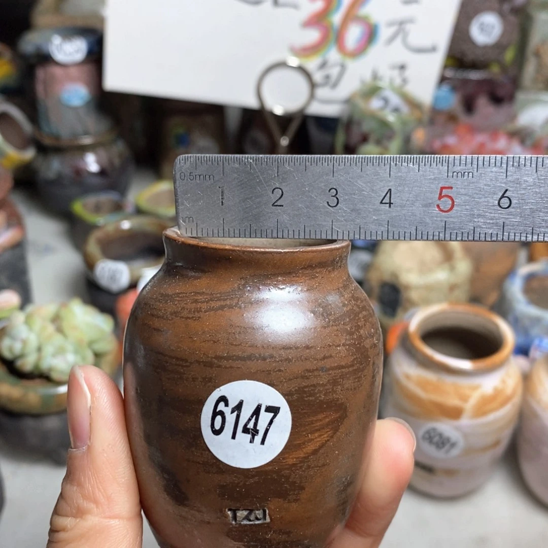 花盆拍5送一个小礼物