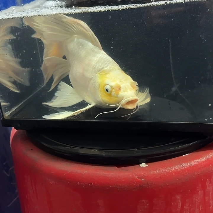 经***宁蝴蝶鲤鱼蝴蝶鲤138包邮