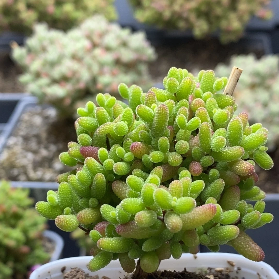 蜜橘糖球5391枝干番杏