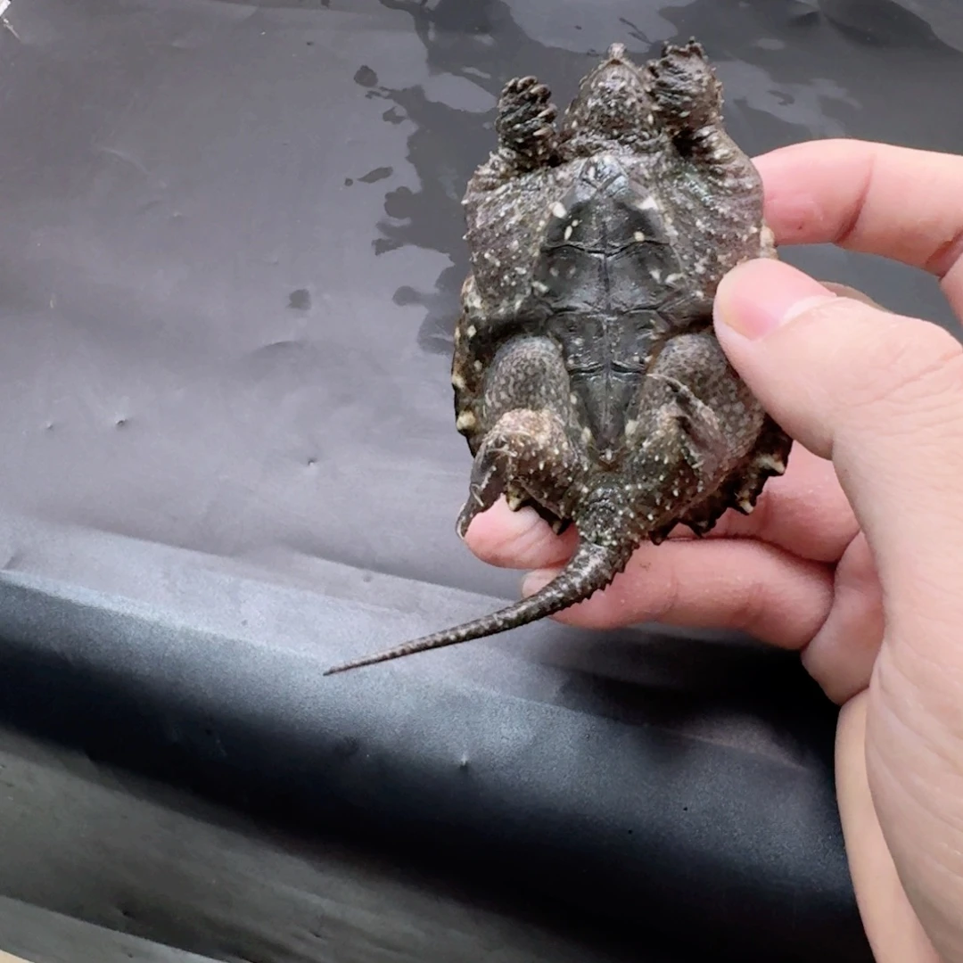 小鳄龟不分公母11