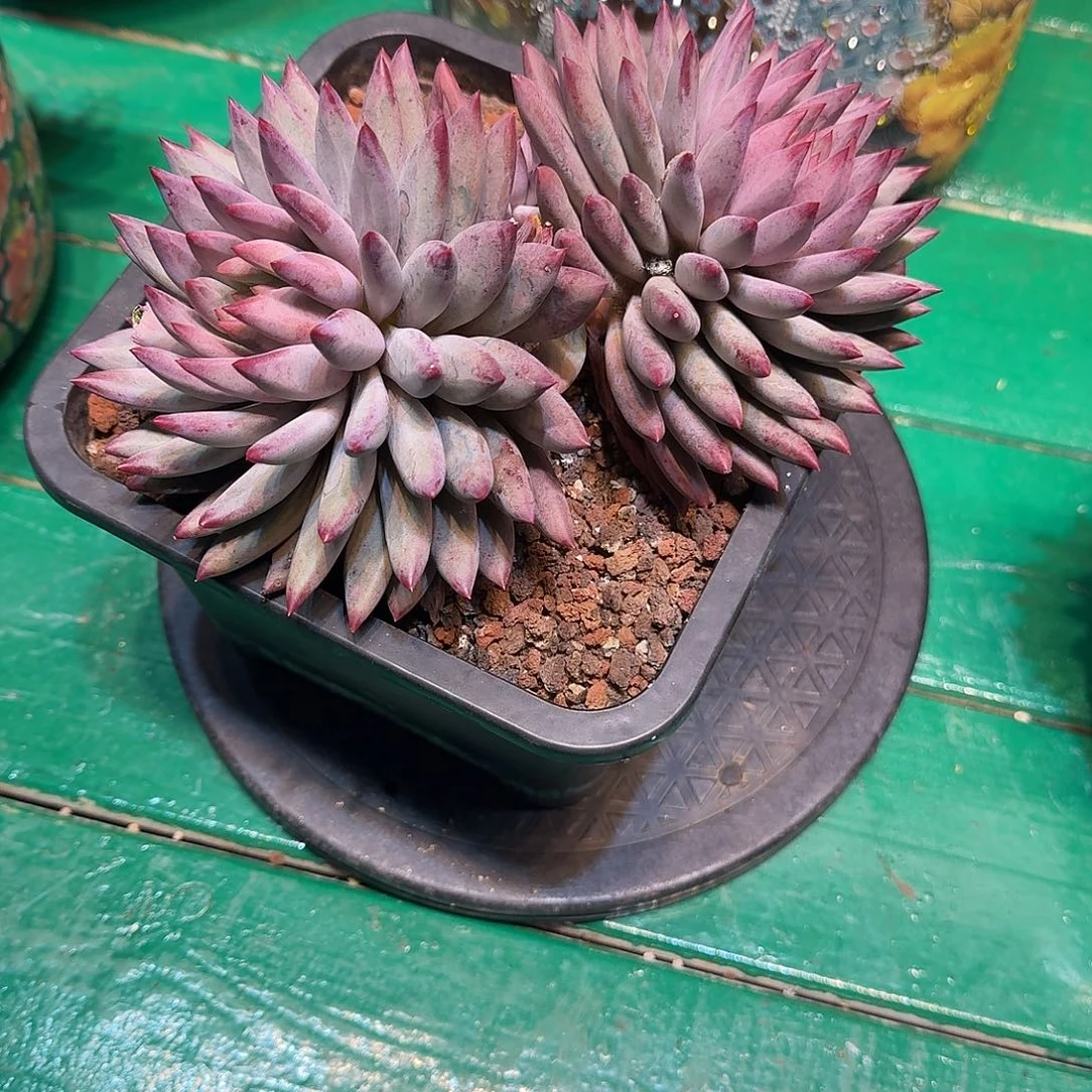 多肉植物多肉植物