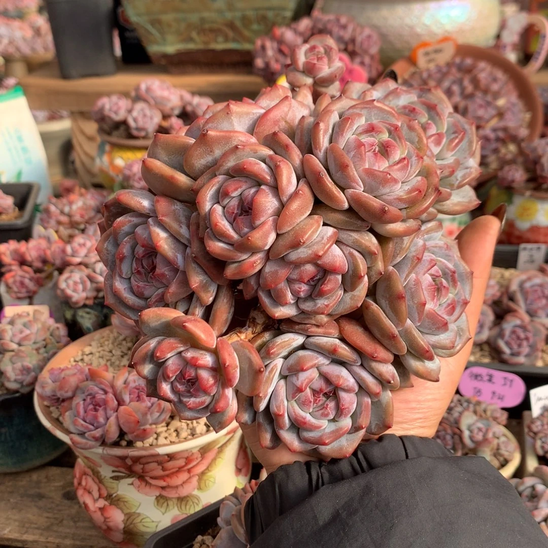 哈哈哈哈哈哈哈哈哈15