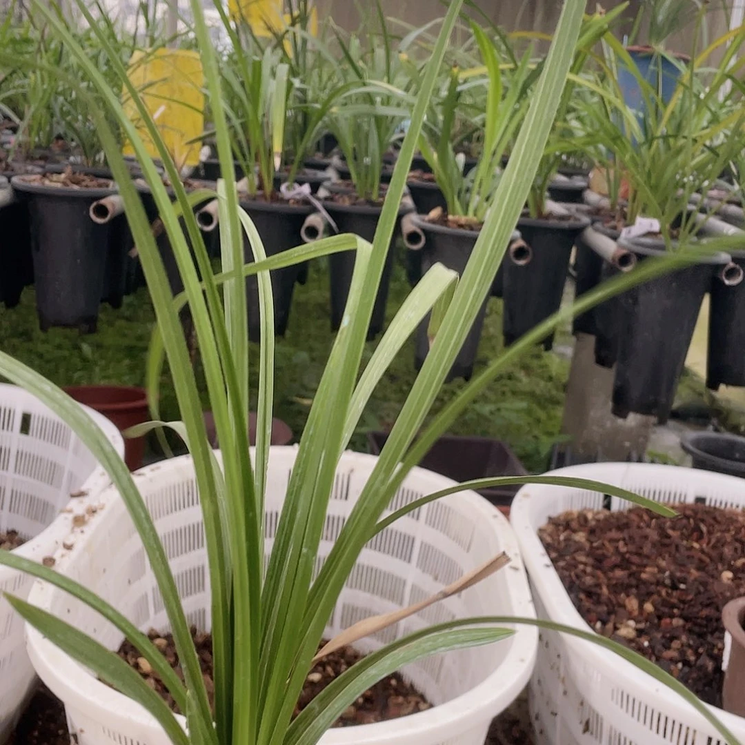 当前无花栽培后可以开花大一品