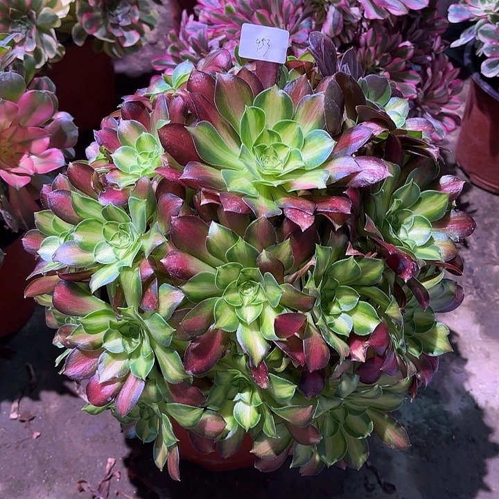 多肉植物绍华00953