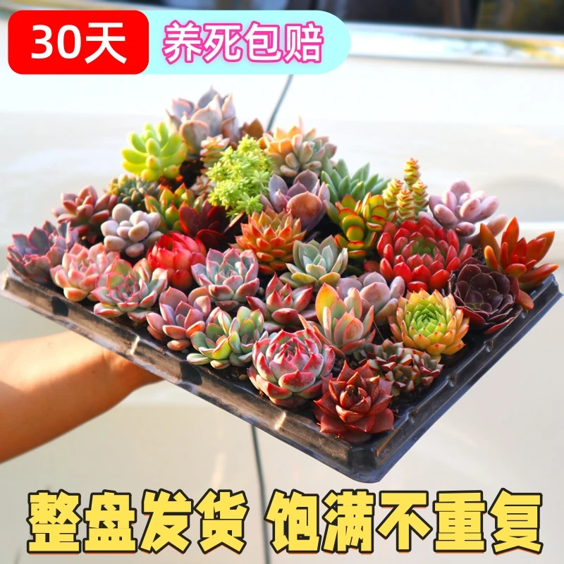 【新手好养】多肉植物室内盆栽一整箱办公室好养绿植