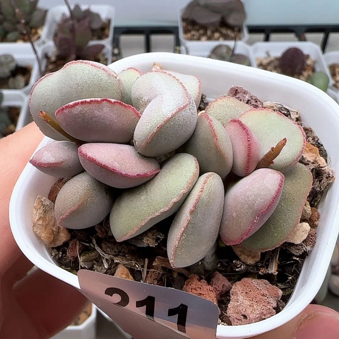 白肌红蛋多肉水泡211