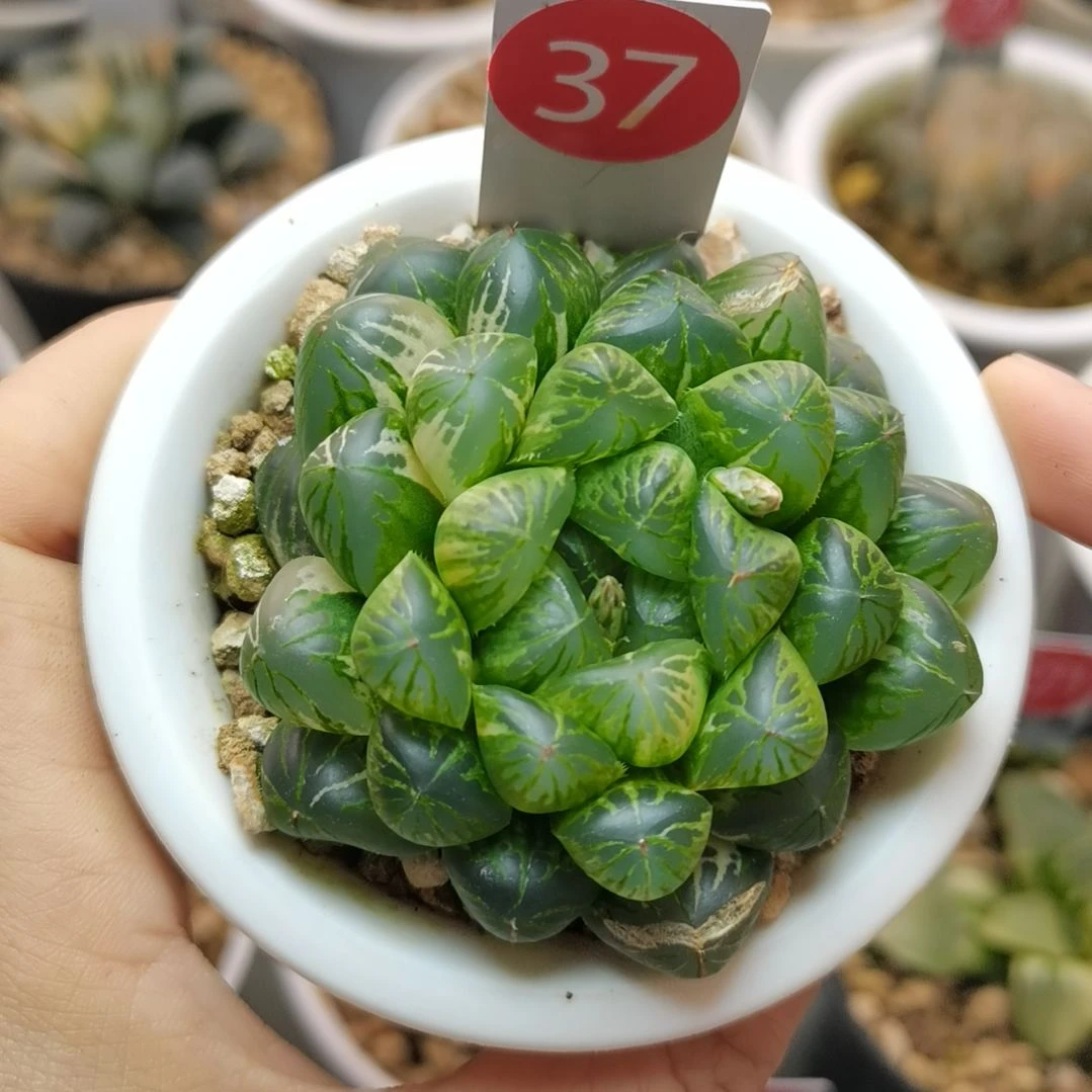 37号塑料皮玉露锦带2侧芽一物一拍带盆土发货