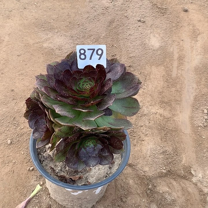 无花朵看**生879黑膜中