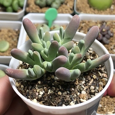 多肉肉锥 小白鲨