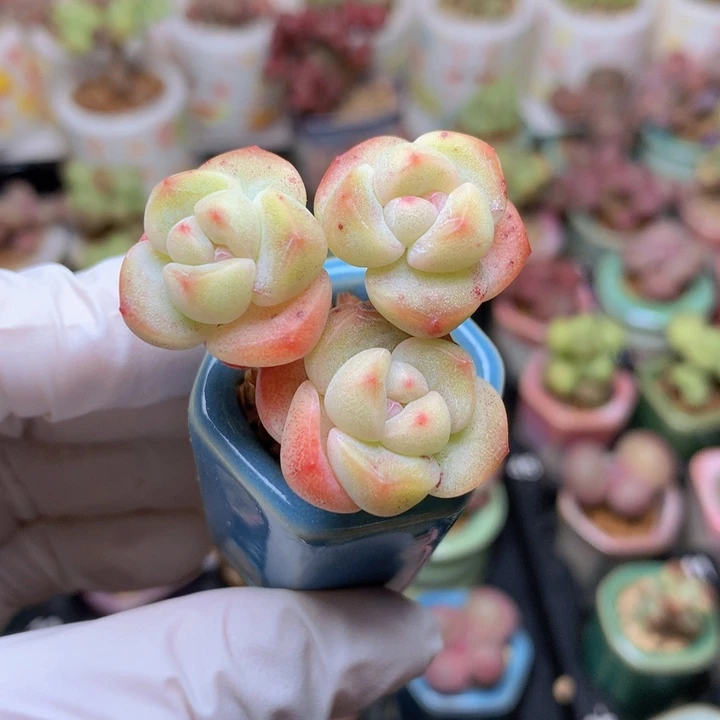 果冻小脸冰玉 3头 木质