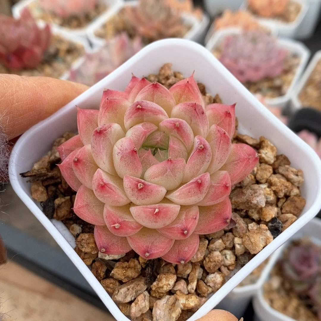 精品多肉一物一拍不包整174