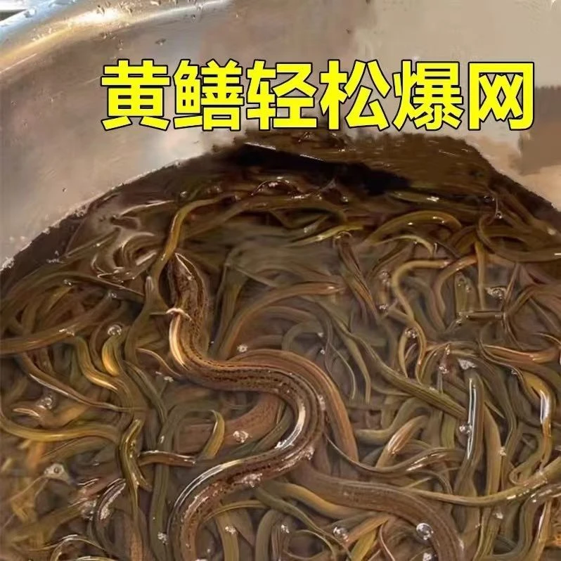 爆笼王河虾龙虾泥鳅黄鳝诱饵升级款万能捕鱼饵料(新老包装随机)