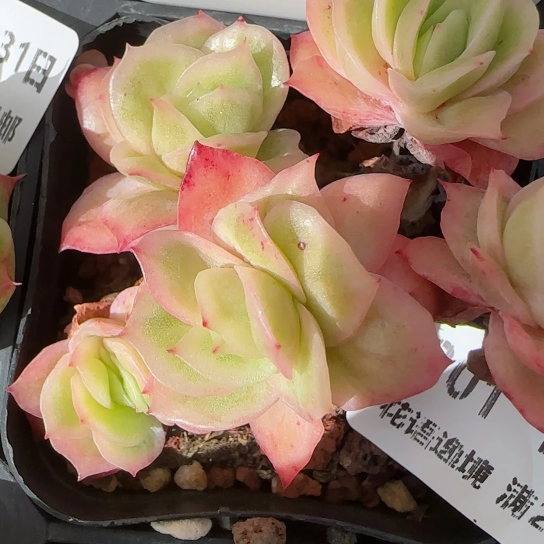 花语逸镜0131-201