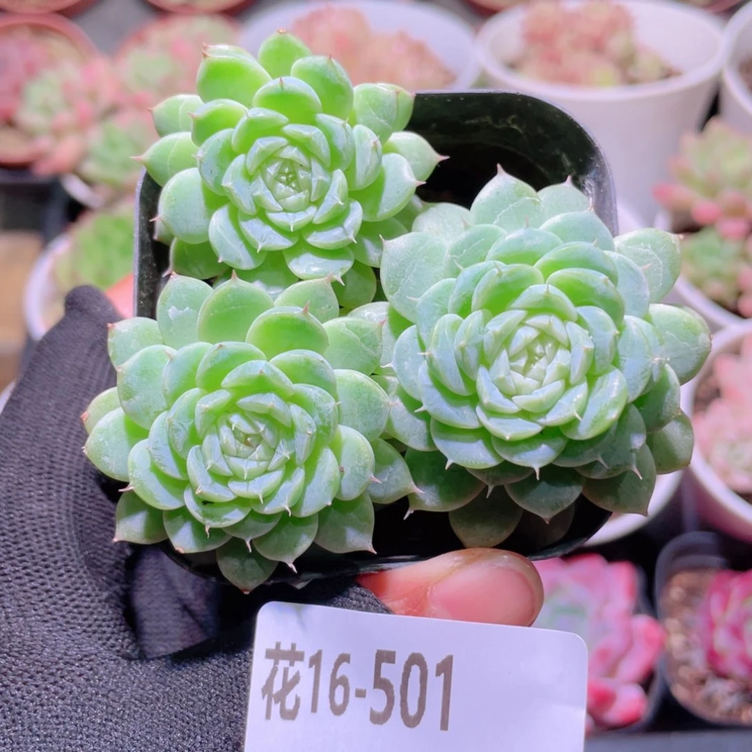 花利美16-501海王优选