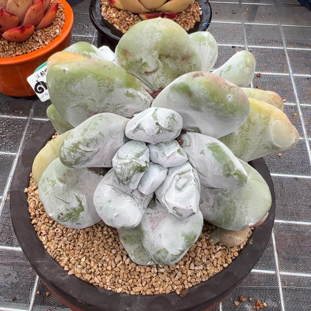 从前慢多肉精选编号0207.47