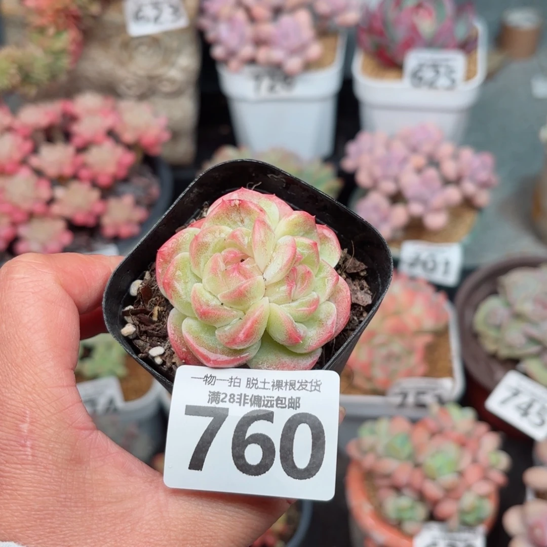 蜜桃柚无盆土发货