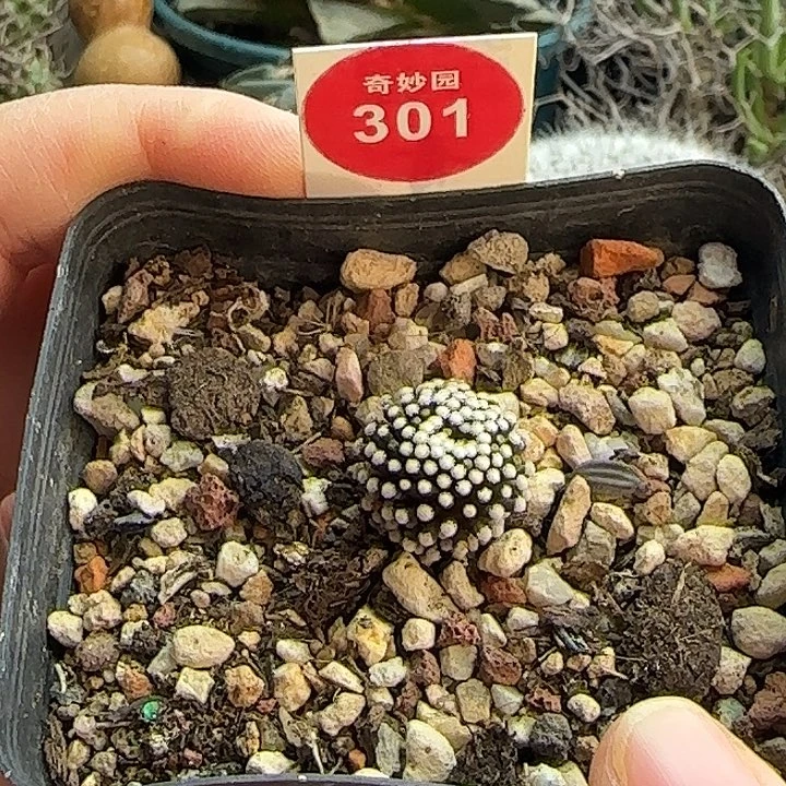 萝卜根松针牡丹1.5cm