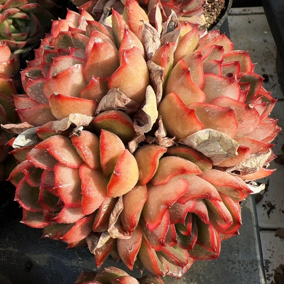 耶喽黄整桩无砍群（8cm）脱土金先生新手精品多肉