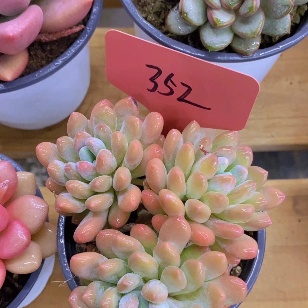 开心多肉，一物一拍，福利