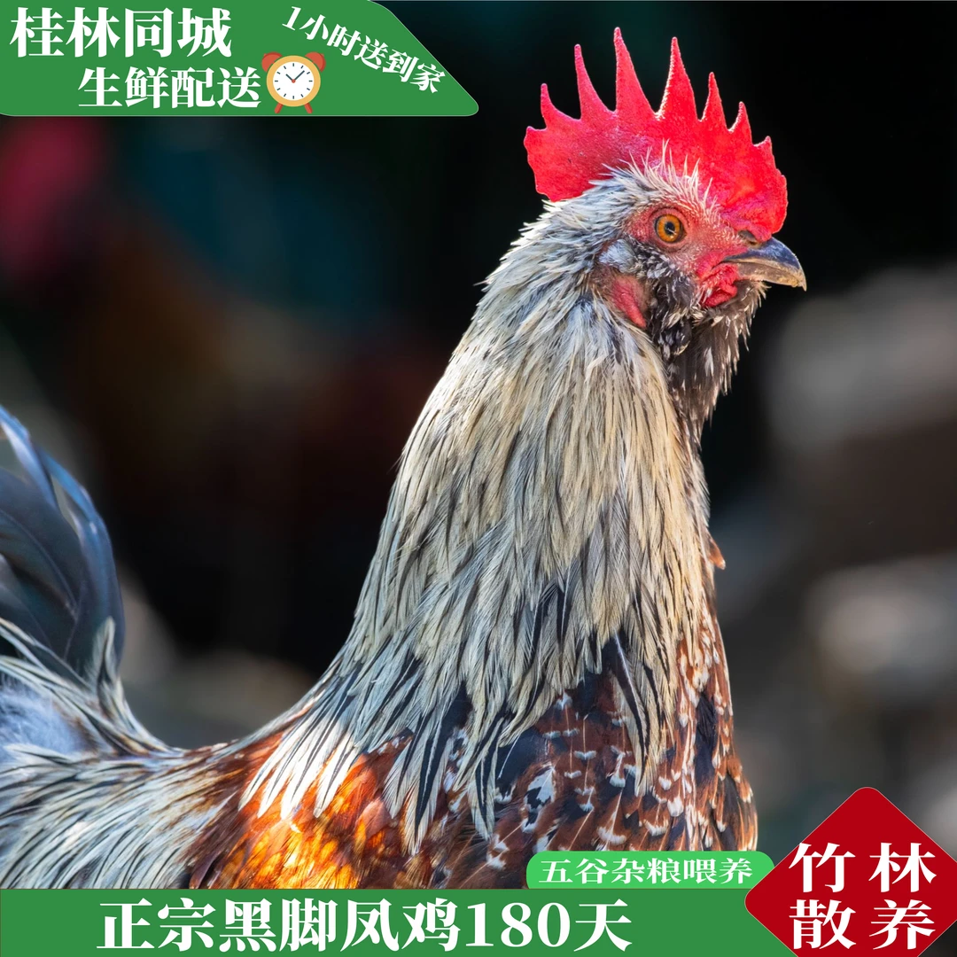 深山散养黑脚大公鸡跑山鸡走地鸡180天以上公鸡毛重4斤左右可鲜活配送宰杀