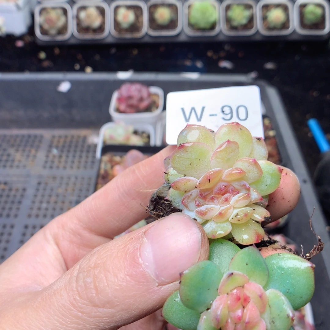 梦****无花朵W90yyyyyyyy