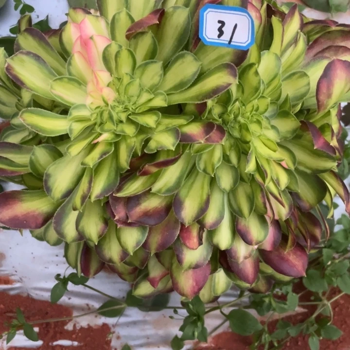 用****031嫁接韶华缀化法师