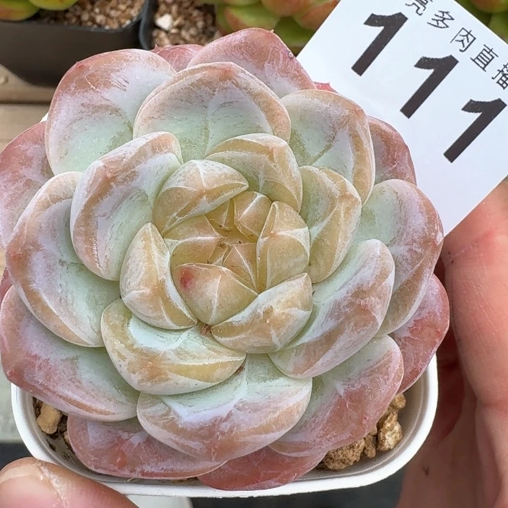 粉黛冰魄         多肉植物