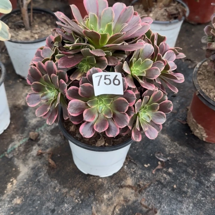 756两单包邮。