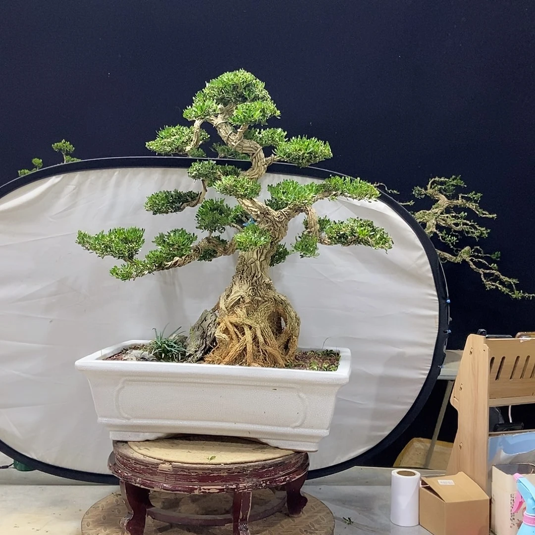 当前无花朵，栽培后可花朵