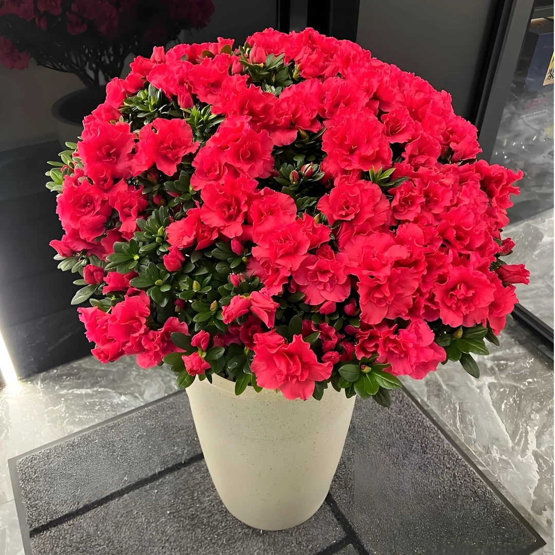 【立减20】杜鹃花50cm年宵花新年快乐