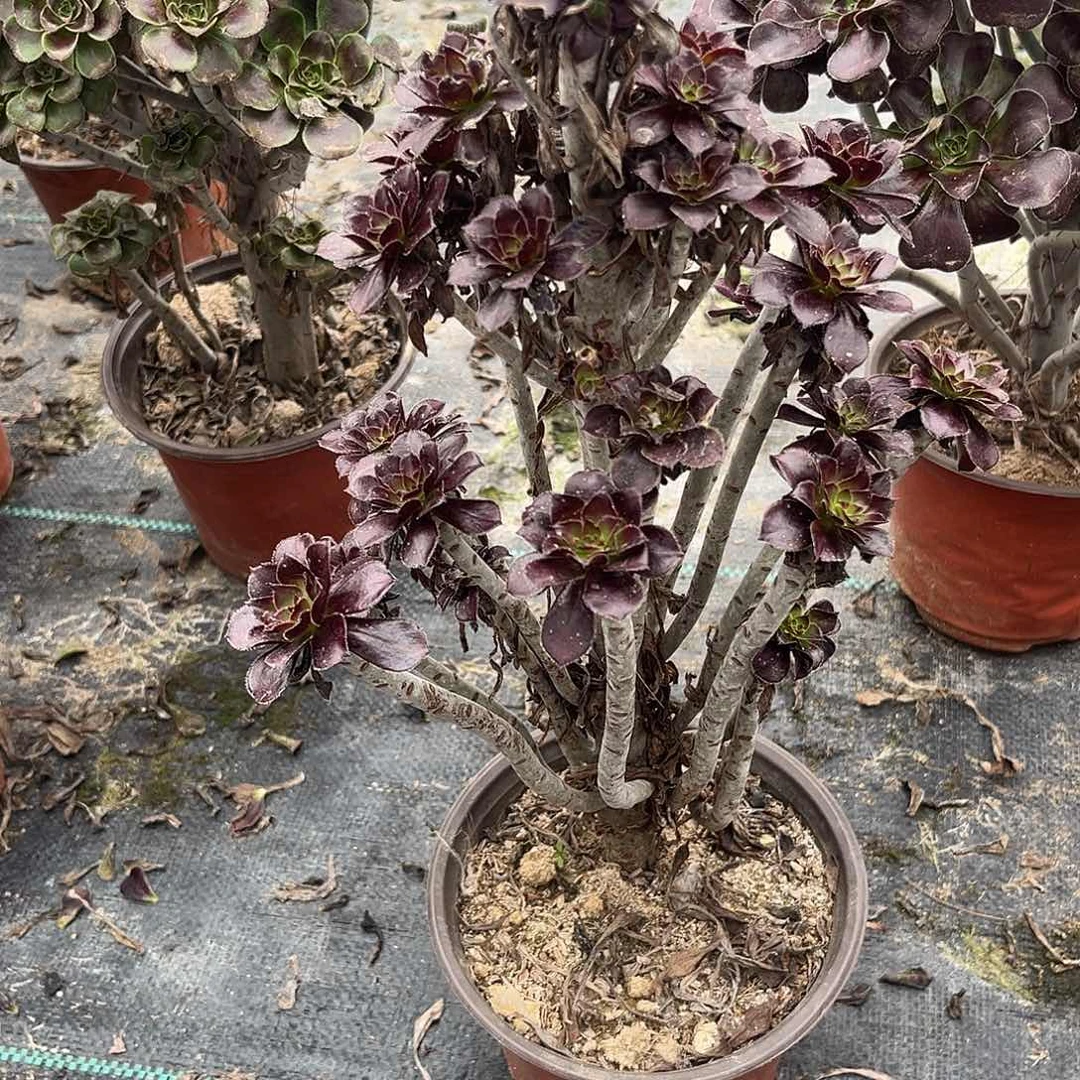 10黑法师多肉植物